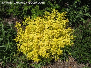 Spiraea japonica 'Goldflame'